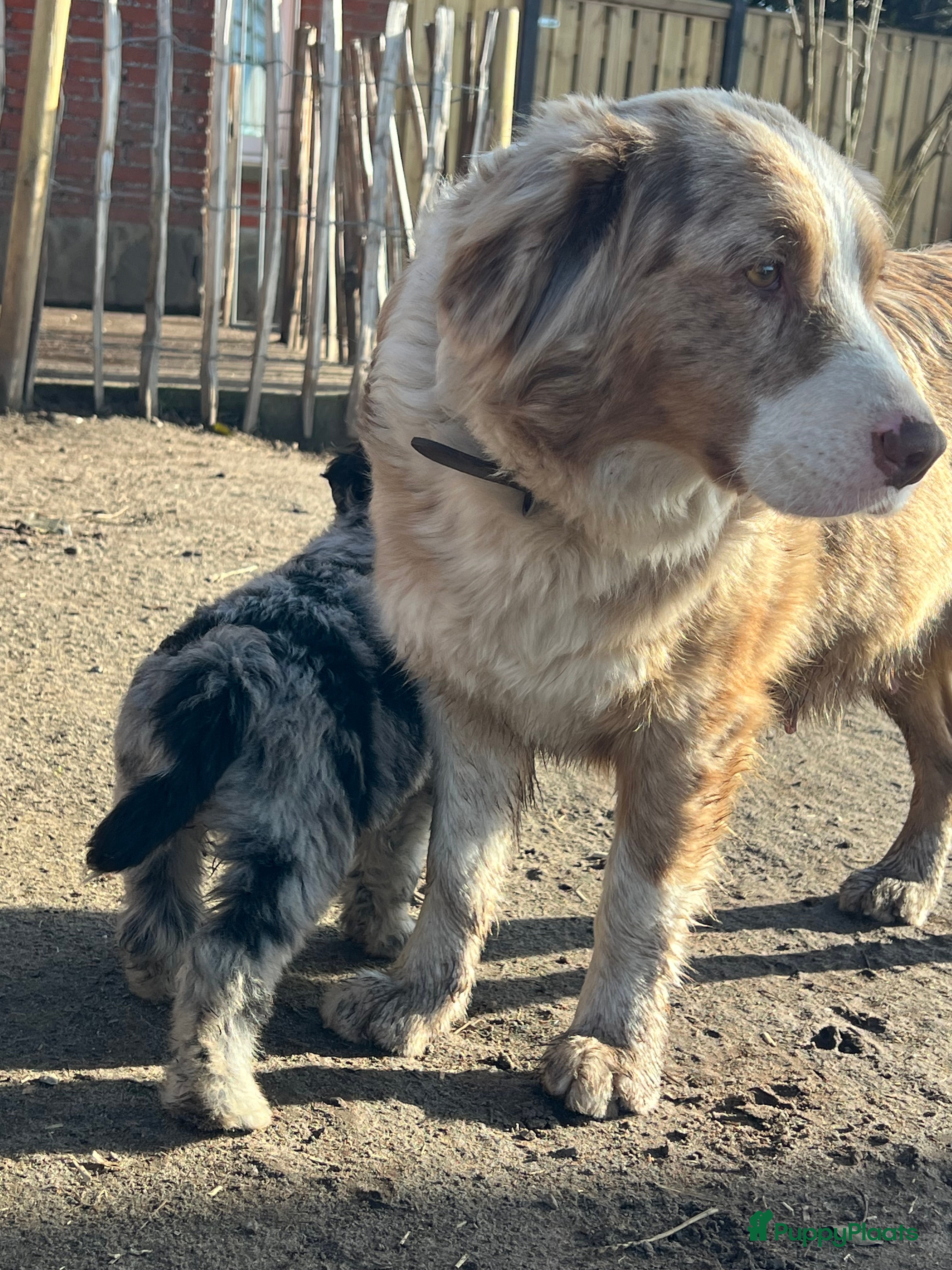 Kruising honden Prachtige aussidoodle pups - Advertentie 3