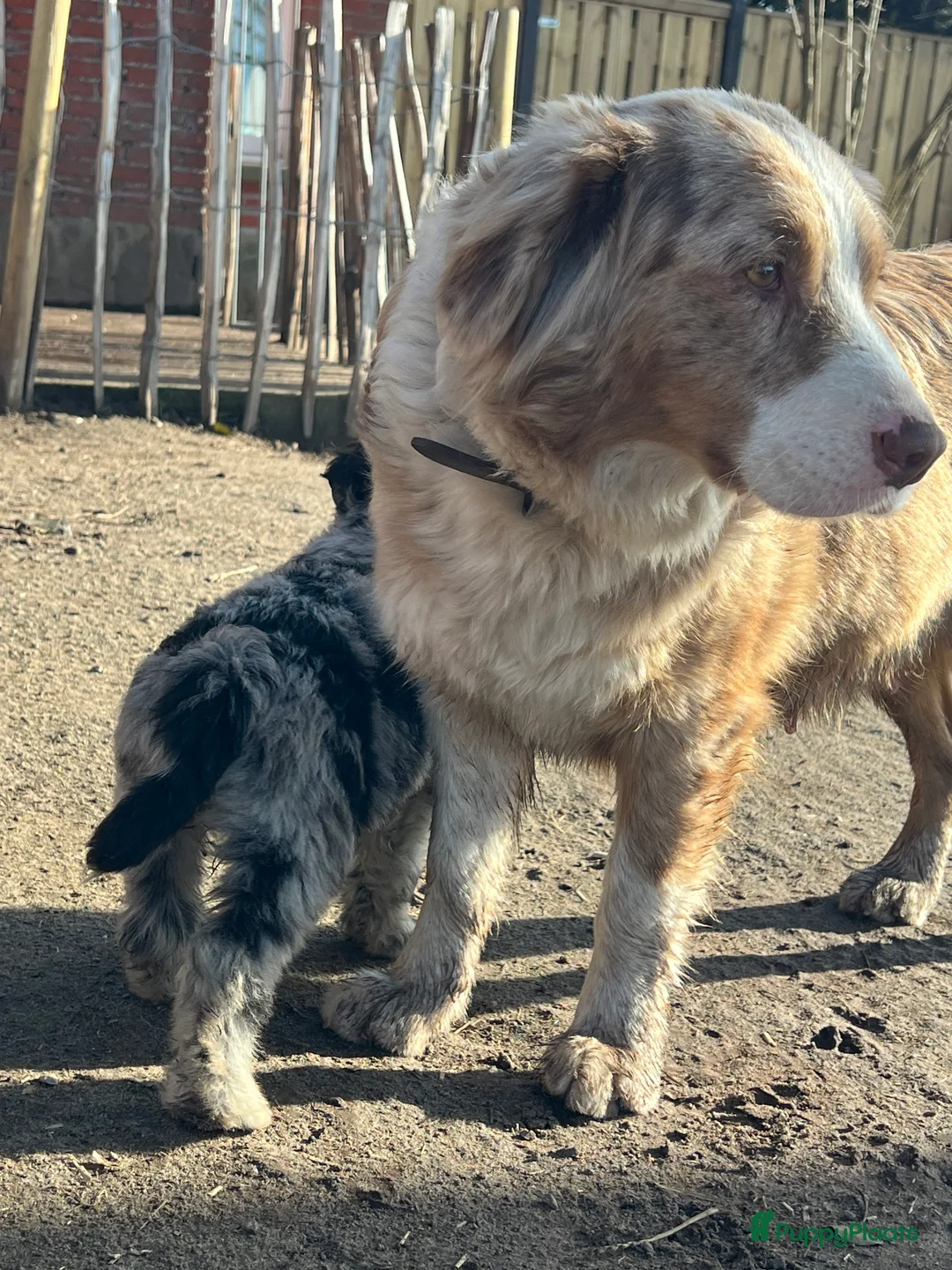 Kruising honden te koop: Prachtige aussidoodle pups - Advertentie 1