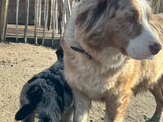 Kruising honden Prachtige aussidoodle pups - Advertentie 3