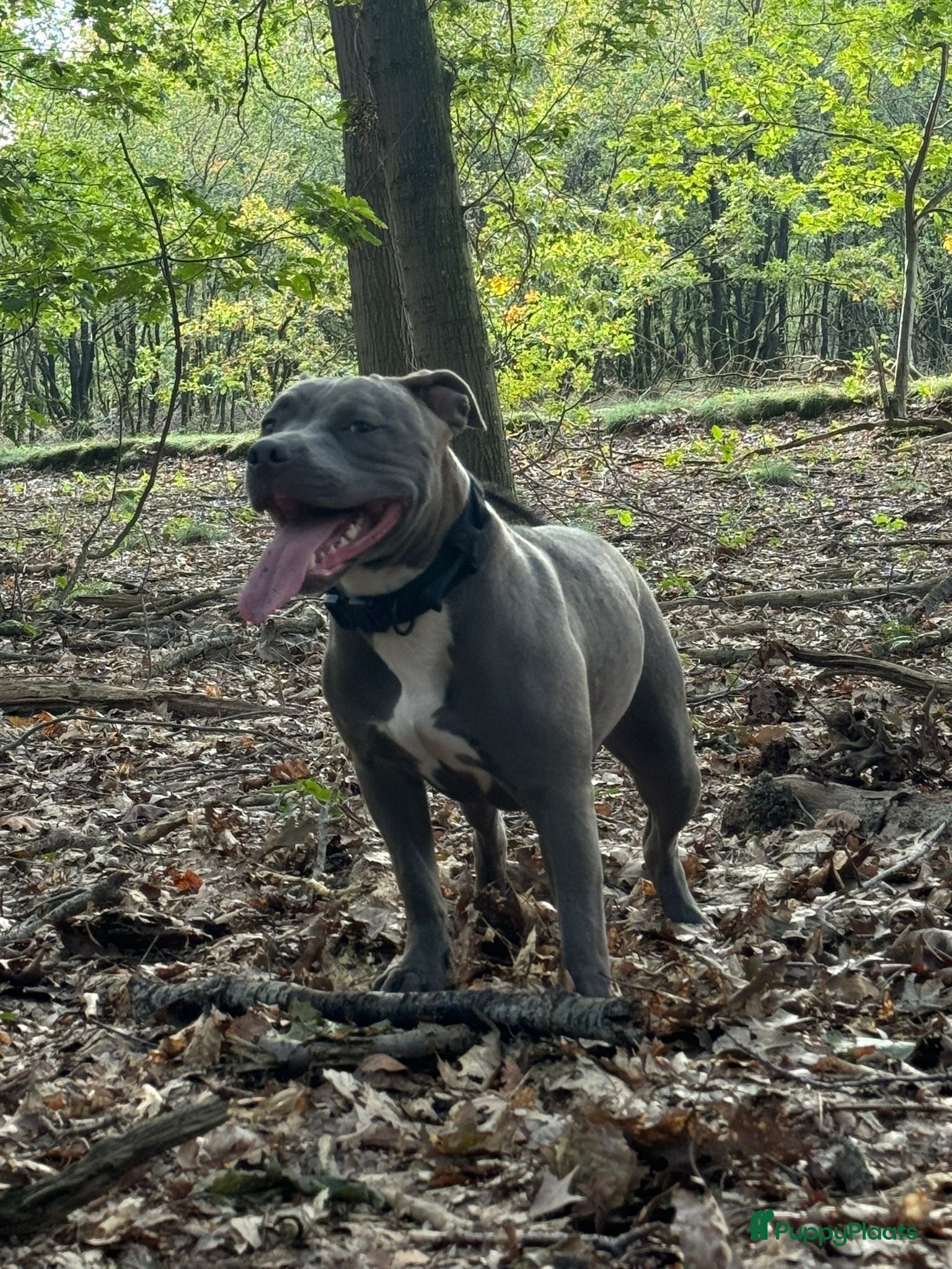 Pitbull Terriër honden Prachtige puppy's  - Advertentie 2
