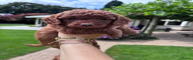 Poedel Toy 2