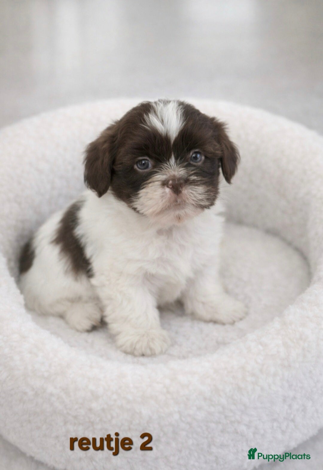 Boomer honden Super mooi gezonde boomer pups. Ook Choco en merle - Advertentie 2