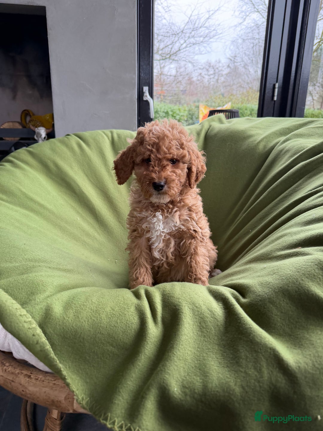 Labradoodle honden te koop: Mini Doodle (Dwergpoedel x Labradoodle) pups - Advertentie 20