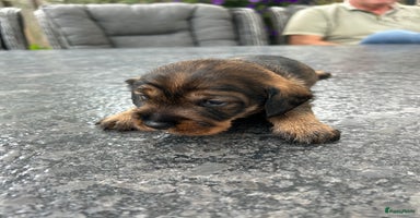 Ruwhaar Teckel honden - Advertentie 14