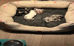 Chihuahua honden te koop: Zwart/wit teefje gereserveerd  - Afbeelding 2