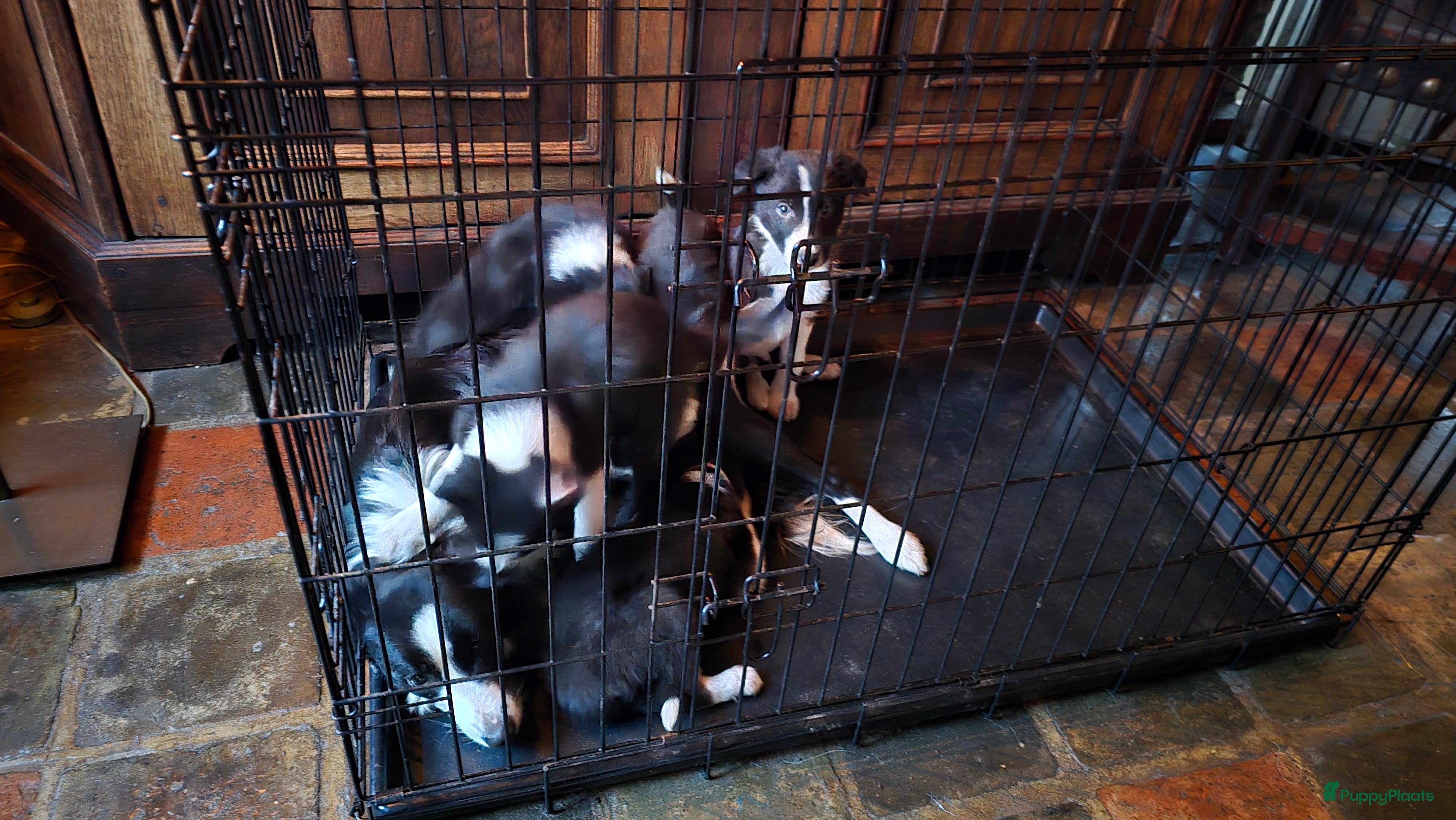 Border Collie honden Te koop 3 kleur pups uit werklijn - Advertentie 2