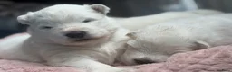 Samojeed honden te koop: Samojeden pups met stamboom - Advertentie 13