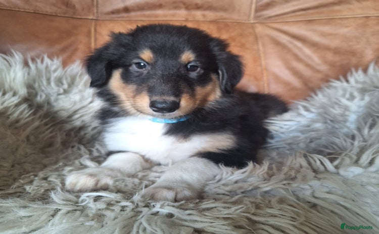 Schotse Herdershond langhaar honden - Advertentie 3