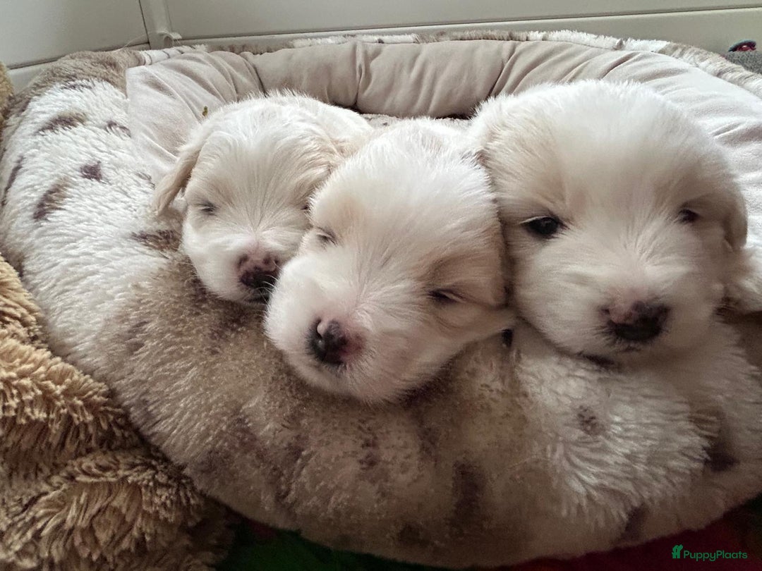 Coton De Tuléar honden te koop: Coton de Tulear pups  - Advertentie 18