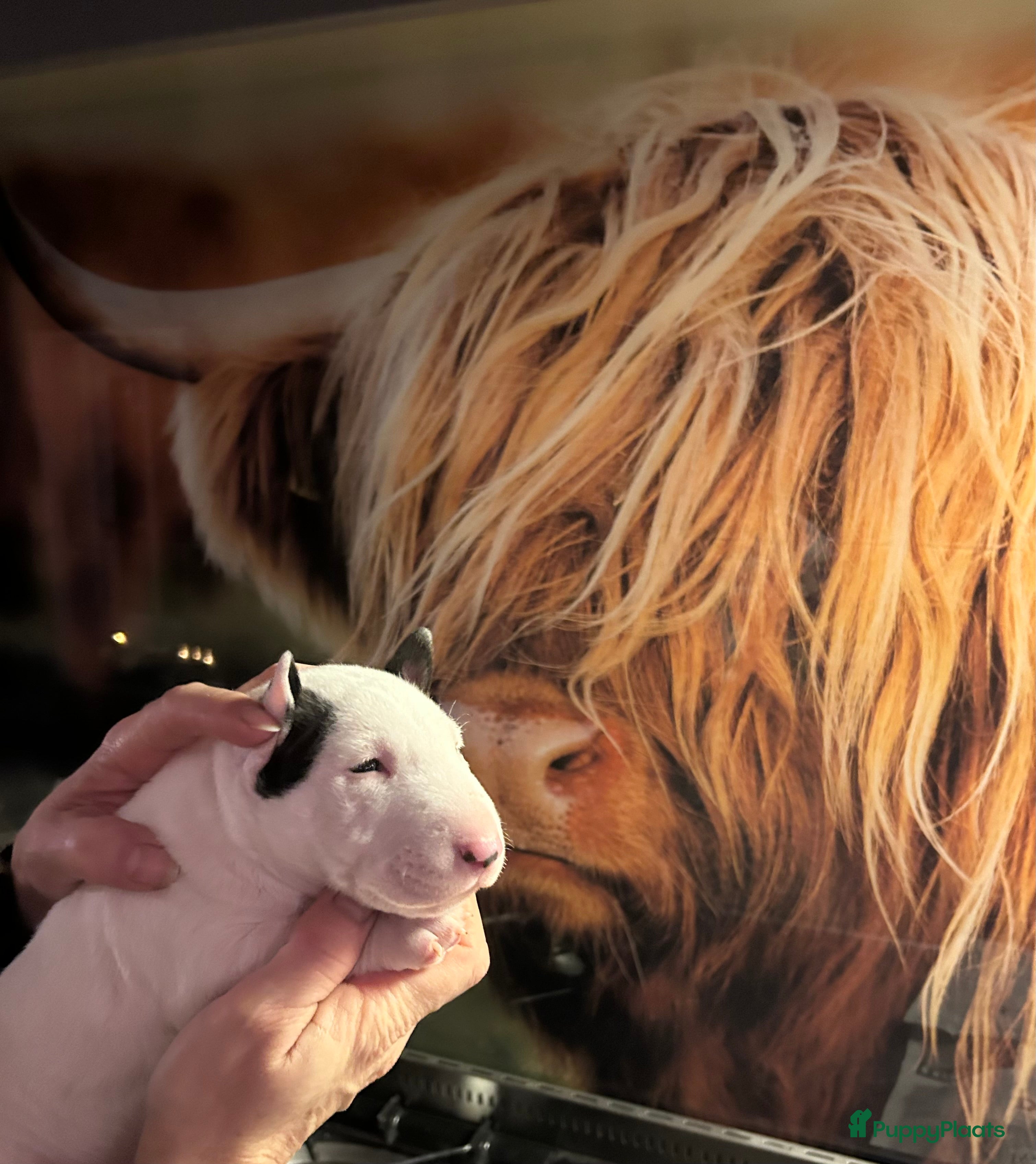 Bull Terriër honden Mini bull terriër met stamboom raad van beheer  - Advertentie 1