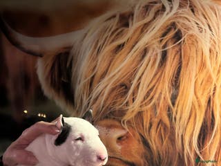 Bull Terriër honden te koop: Mini bull terriër met stamboom raad van beheer - Advertentie 1