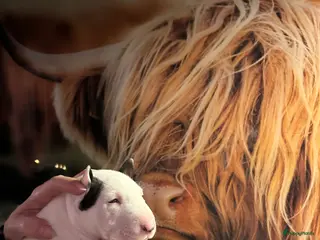 Bull Terriër honden Mini bull terriër met stamboom raad van beheer - Advertentie 1