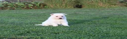 Zwitserse Witte Herdershond honden te koop: Zwitserse witte herder pups - Advertentie 5