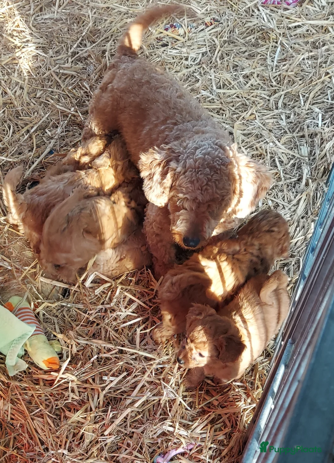 Maltipoo honden te koop: Maltipoo Reutje - Advertentie 4