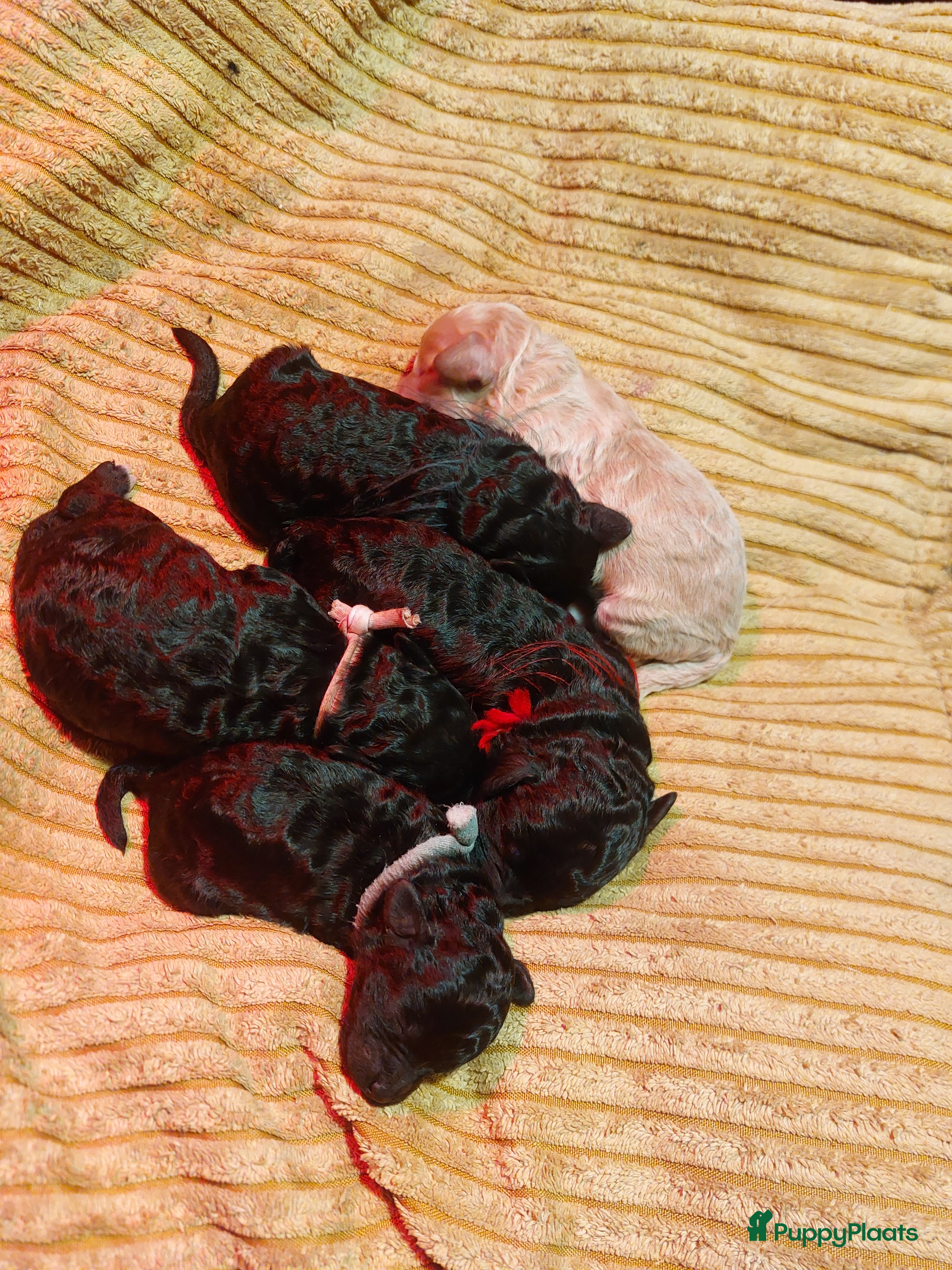 Cockapoo honden Kleine poedelpups met een vleugje cockapoo. - Advertentie 5