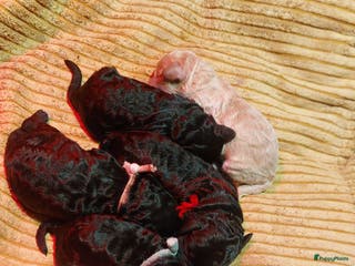 Cockapoo honden Kleine poedelpups met een vleugje cockapoo. - Advertentie 4