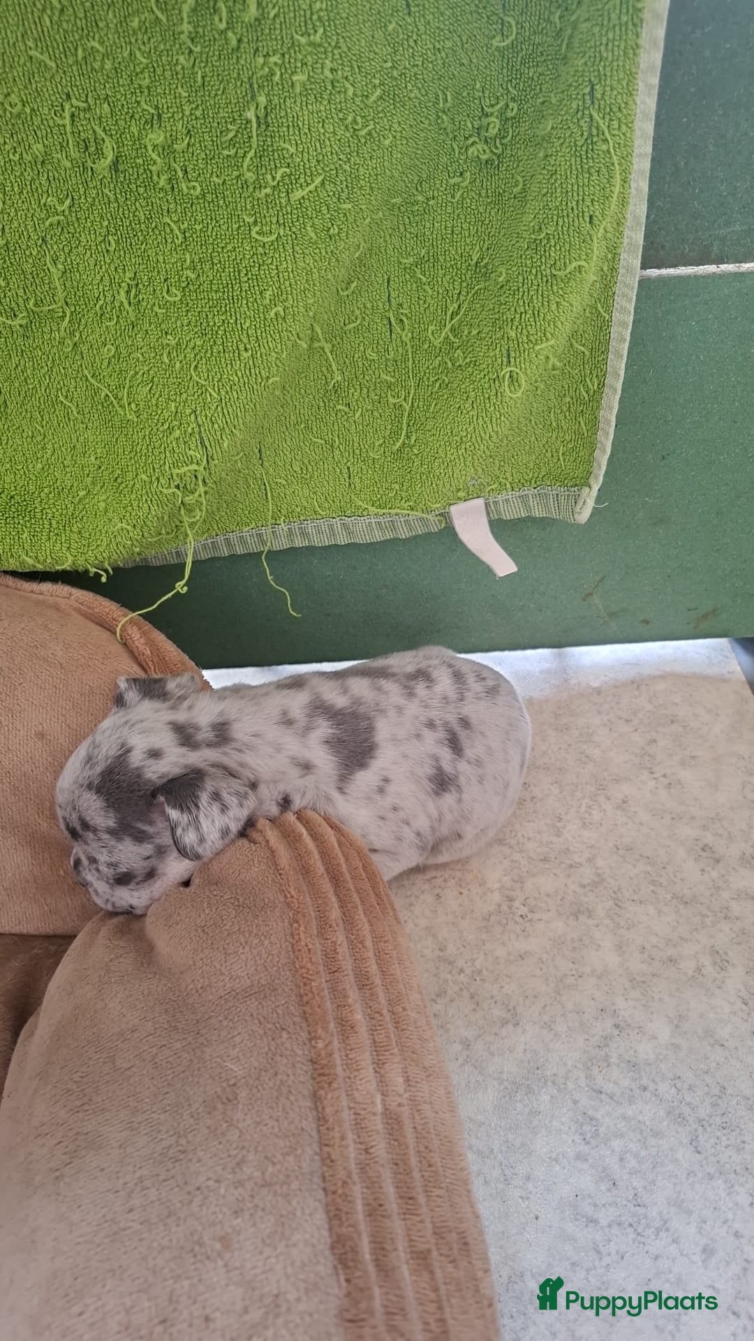 Franse Bulldog honden te koop: Franse bulldogpups  - Advertentie 2