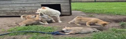 Kruising honden te koop: Shiba inu pups 8 weken (kwart pomeriaan) - Advertentie 28