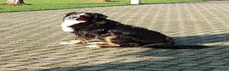 Berner Sennenhond honden te koop: Te koop : Berner Sennen Teef Herplaatser - Advertentie 4