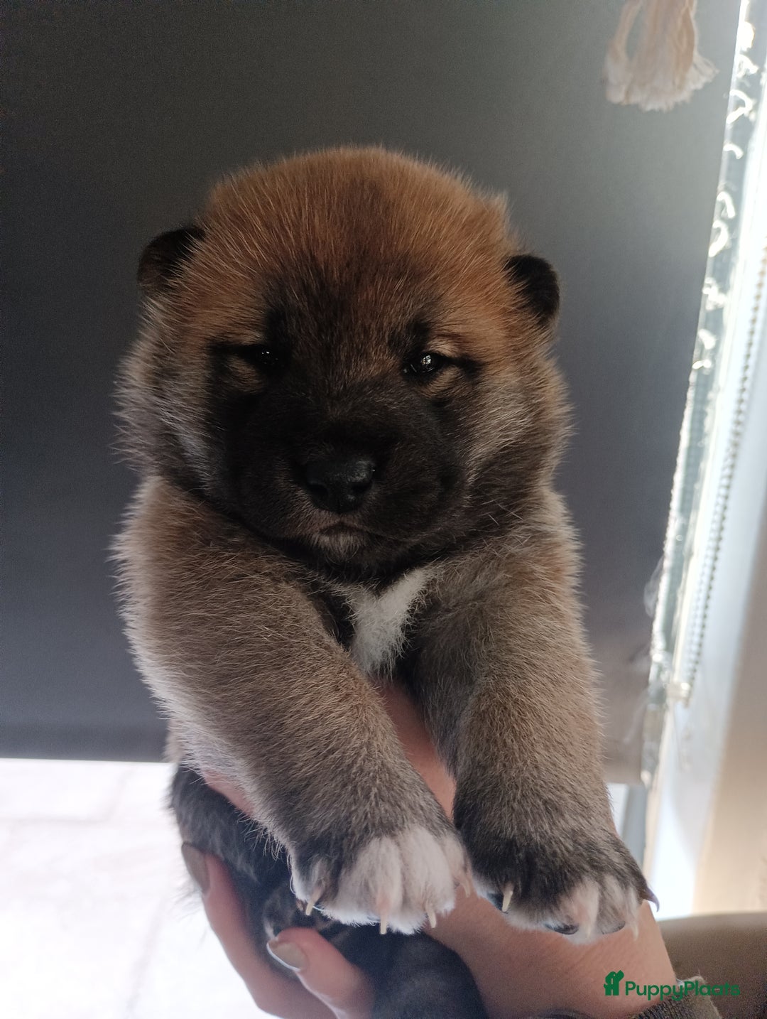 Shiba honden te koop: Shiba Inu pups beschikbaar  - Advertentie 5