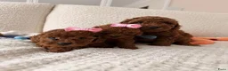 Poedel Toy honden te koop: Deze Toy Poedel pups - Advertentie 3