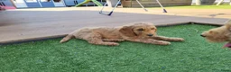 Labradoodle honden te koop: Labradoodle pups te koop! - Advertentie 10