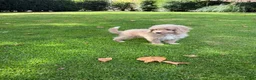 Labradoodle honden te koop: Mini Doodle (Labradoodle x Poedel) pups - Advertentie 14