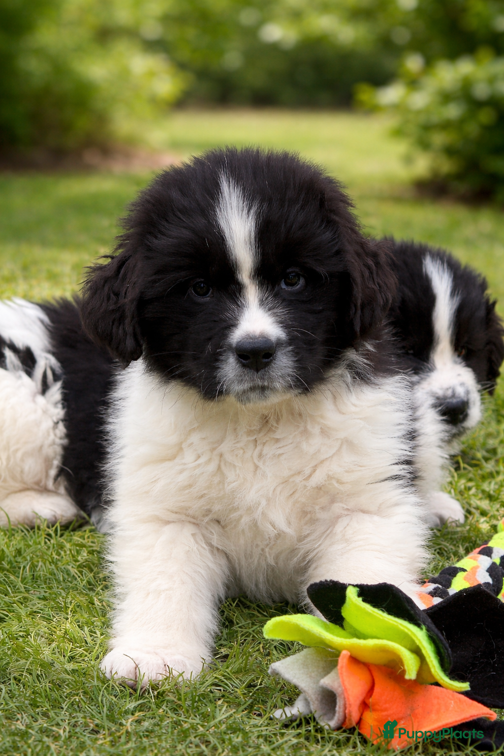 Newfoundlander honden Newfoundlander pups  - Advertentie 1
