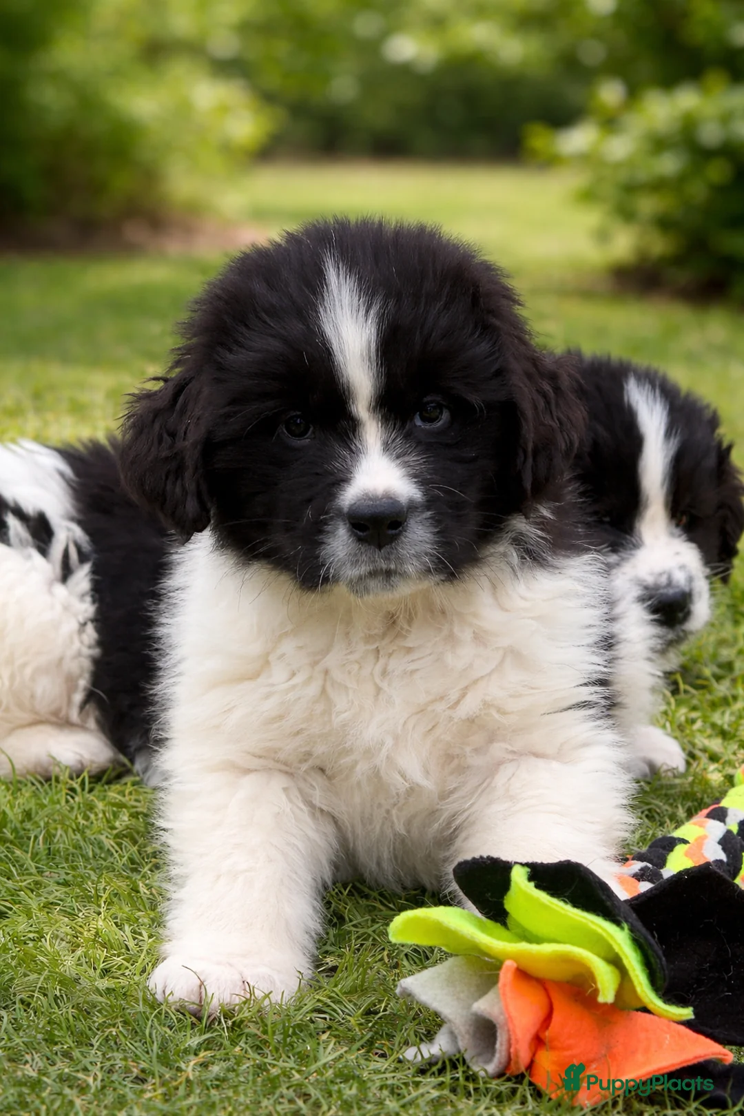 Newfoundlander honden te koop: Newfoundlander pups  - Advertentie 2