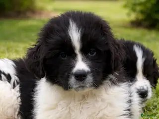 Newfoundlander honden Newfoundlander pups - Advertentie 15
