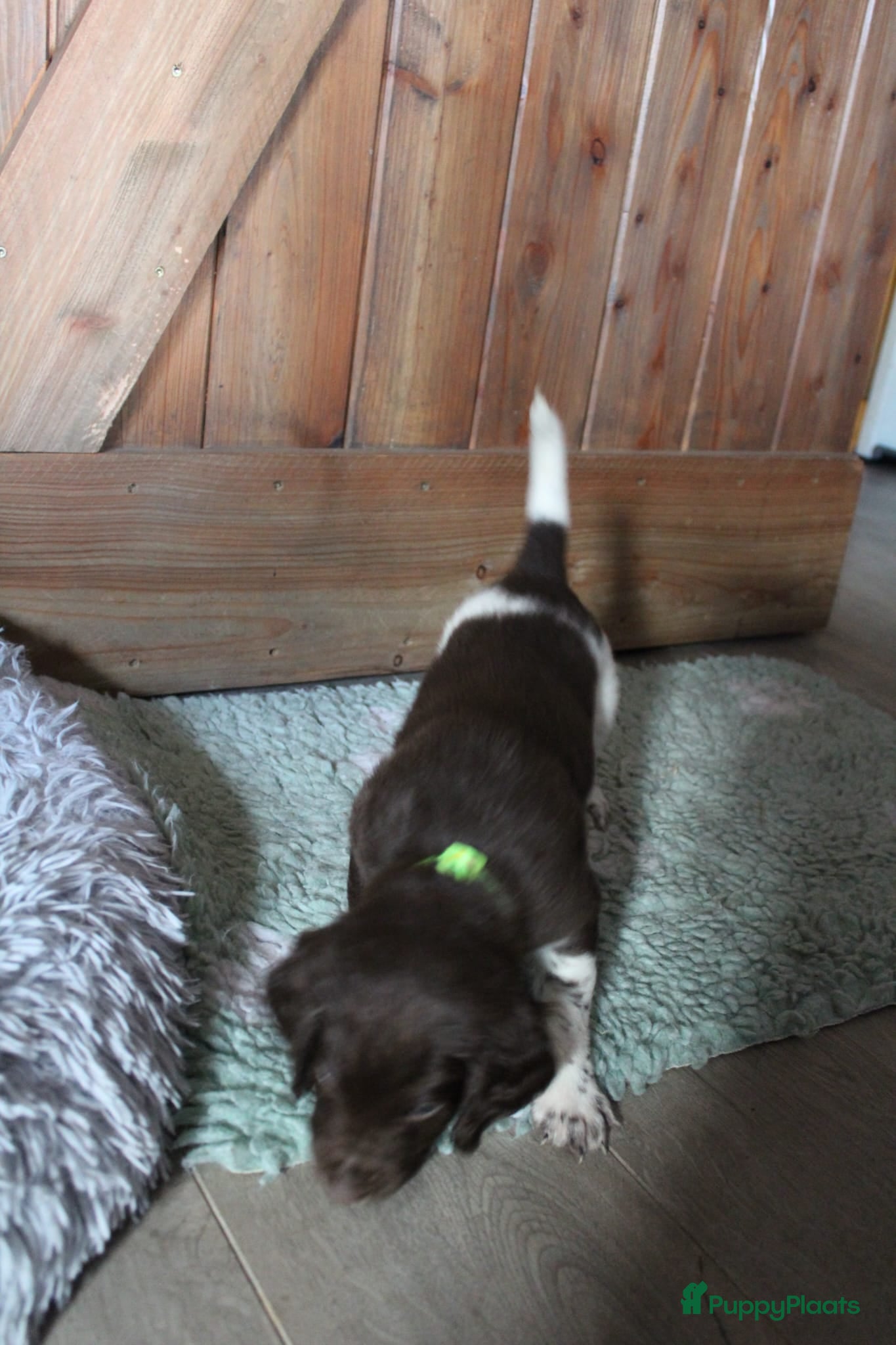 Heidewachtel honden te koop: Heidewachtel pups, nog 1 reutje beschikbaar - Advertentie 2