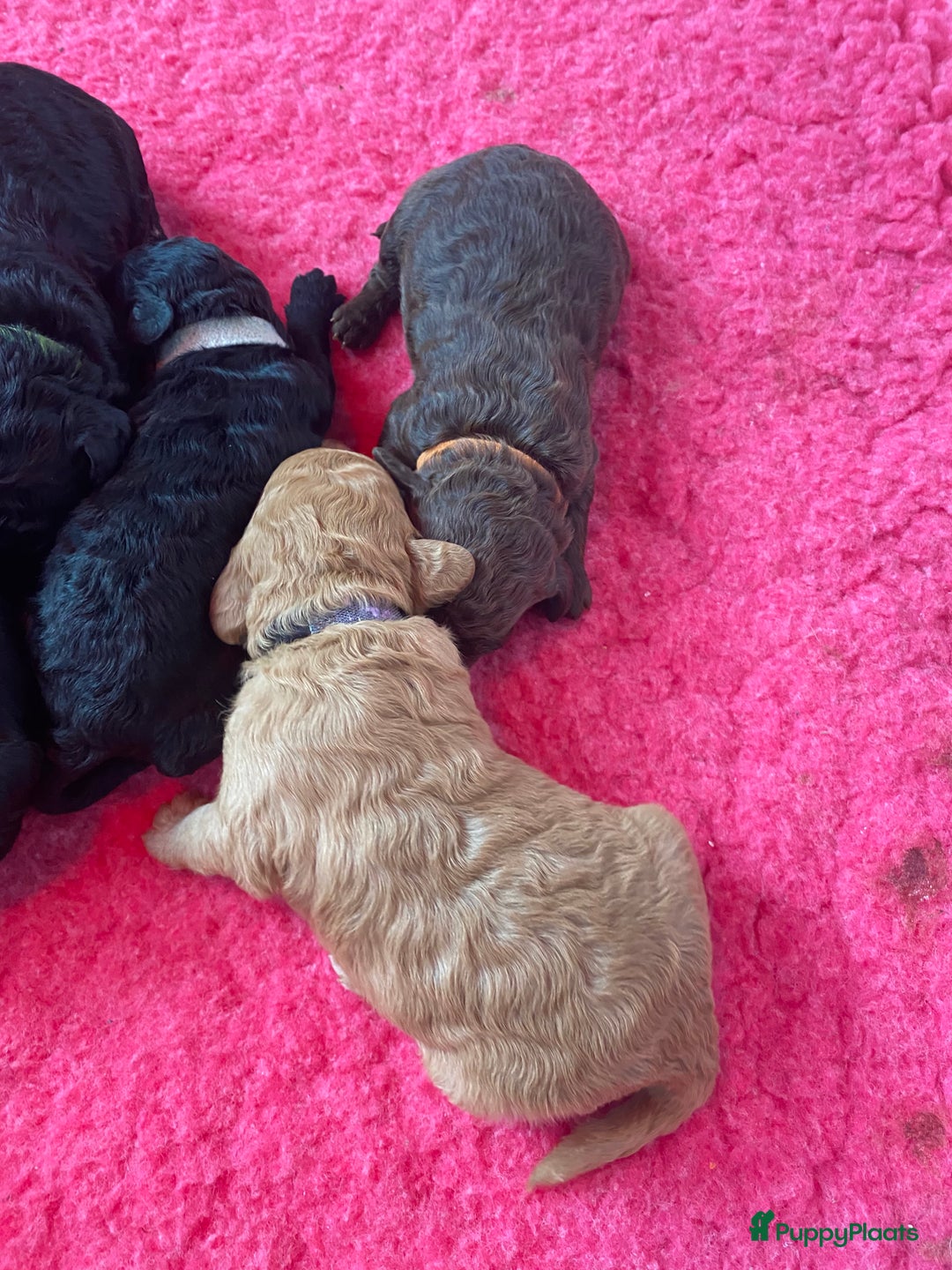 Labradoodle honden te koop: Prachtige labradooles puppy’s  - Advertentie 5