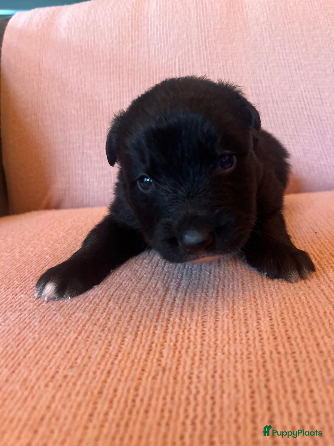 Kruising honden te koop: Lieve duitse herder x border collie pups - Advertentie 14