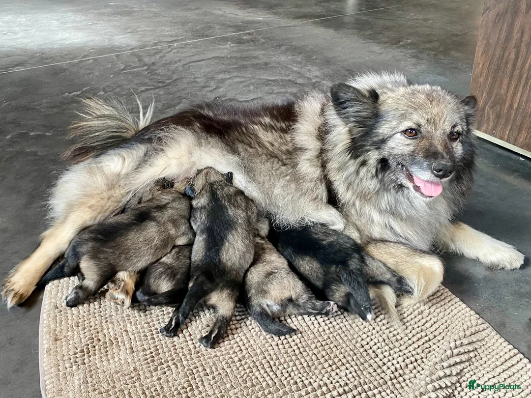 Keeshond honden te koop: Wolfsgrijze keeshond pups - Advertentie 2