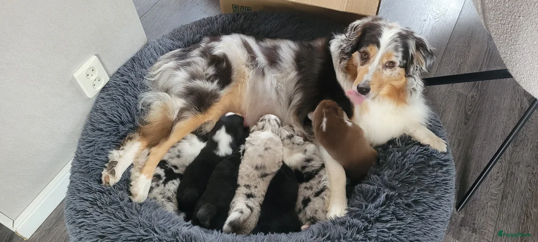 Australian Shepherd honden te koop: Australische herder pups - Advertentie 2