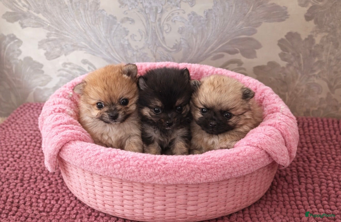 Pomeriaan honden Pomeranian pupjes  geboren 28-01-2026 - Advertentie 3