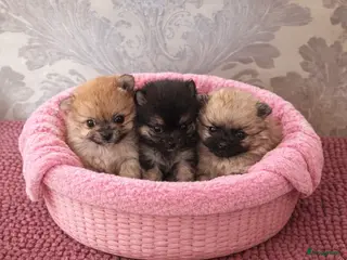Pomeriaan honden Pomeranian pupjes geboren 28-01-2026 - Advertentie 3