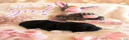 Labradoodle honden te koop: Mooie kleine labradoodles - Advertentie 4