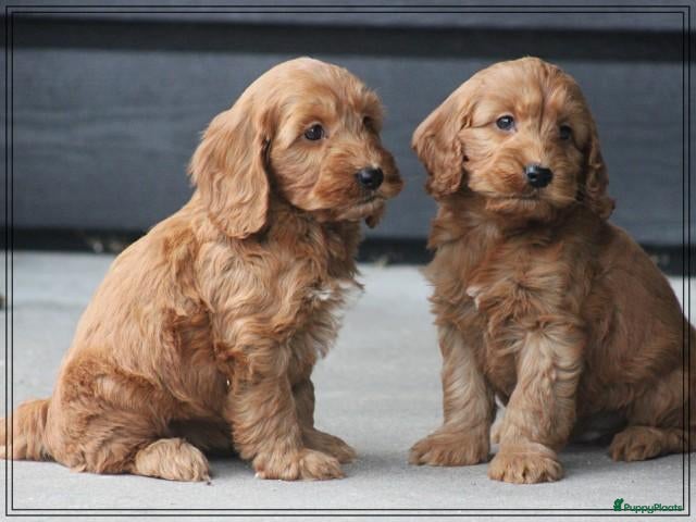 Cockapoo honden te koop: Leuke Cockapoo pups. - Advertentie 3