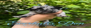 Franse Bulldog Puppy 1