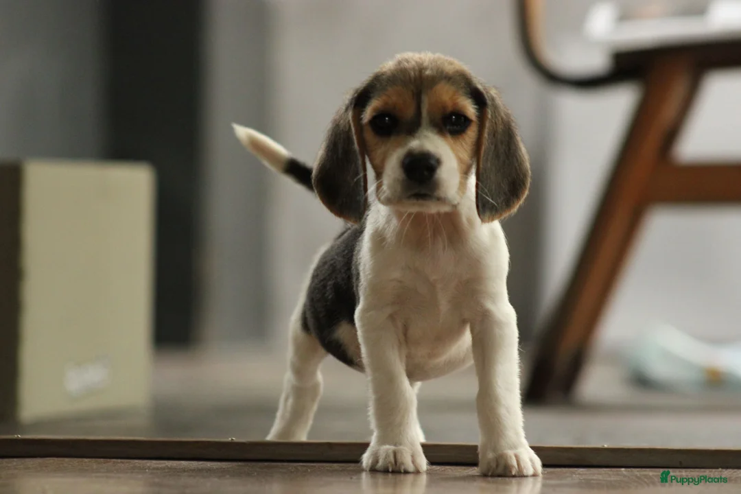 Beagle honden te koop: Beagle pups met stamboom  - Advertentie 1