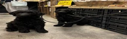 Labradoodle honden te koop: Labradoodle X Australian Goldendoodle / double   - Advertentie 5