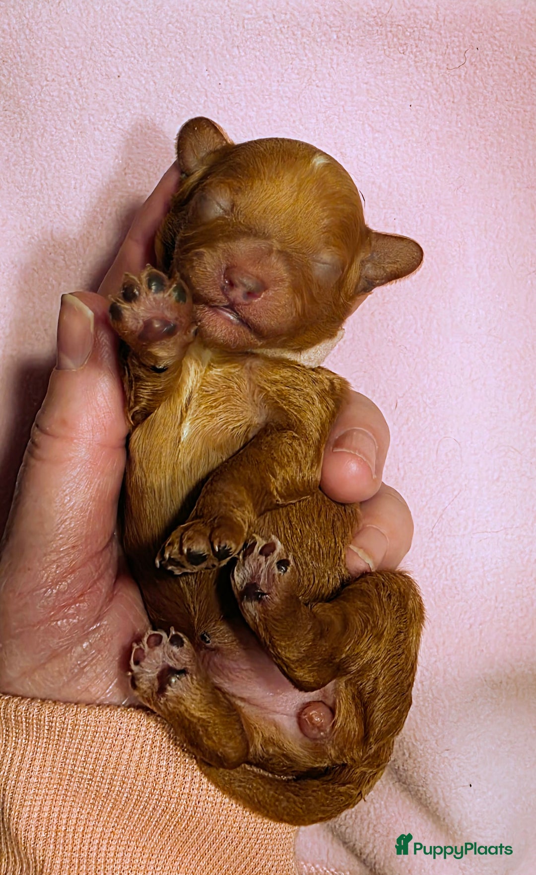 Dwergpoedel honden te koop: Xenna drachtig van 5 puppy's  - Advertentie 9