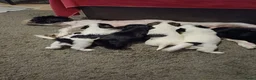 Shih Tzu honden te koop: te koop in Ritthem - Advertentie 12