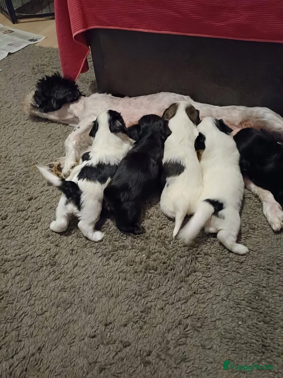 Shih Tzu honden te koop: te koop in Ritthem - Advertentie 12