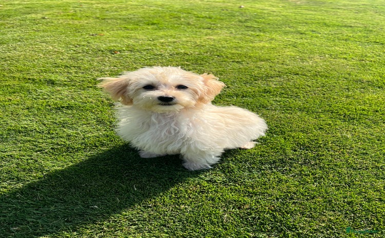Maltipoo honden - Advertentie 9