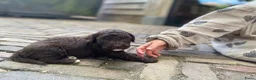Kruising honden te koop: MINI x Medium labradoodle pups 🤎🖤 - Advertentie 4
