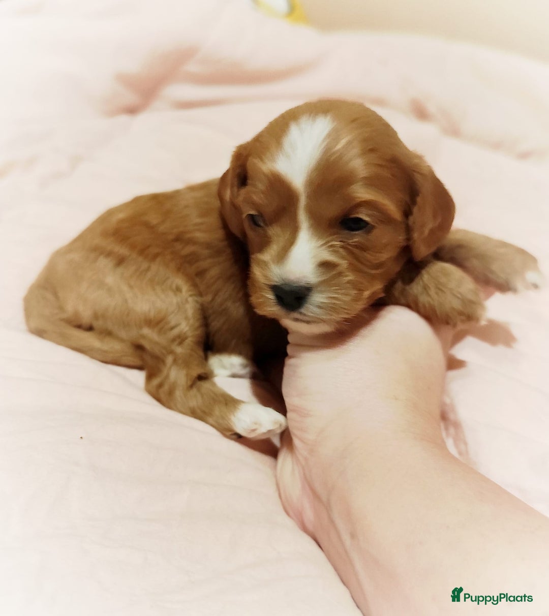 Cavapoo honden te koop: Prachtige cavapoo pups - Advertentie 1