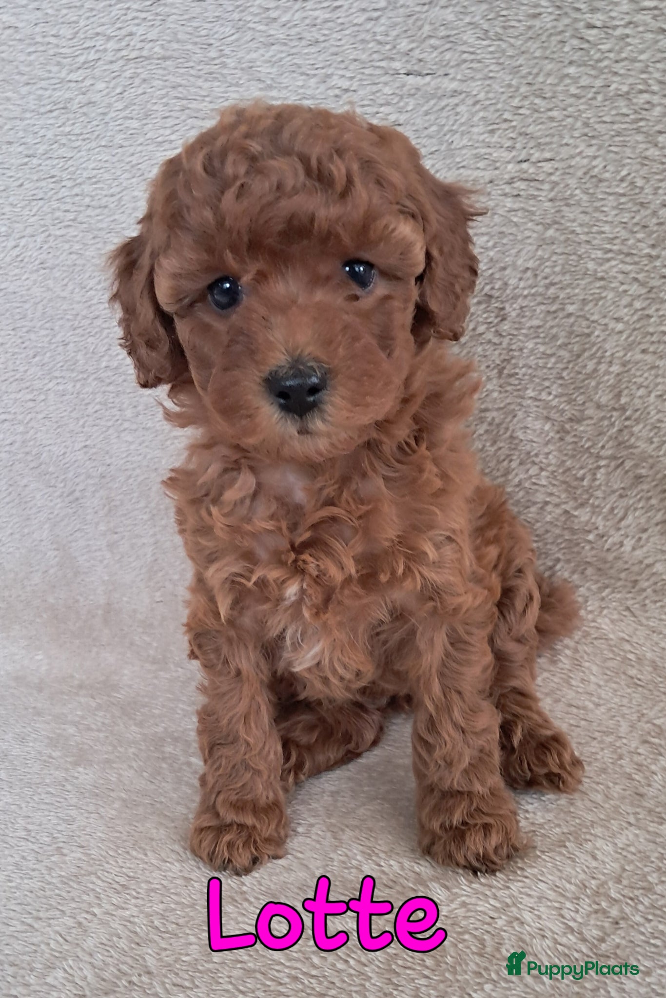 Labradoodle honden te koop: F1b mini doodles - Advertentie 1