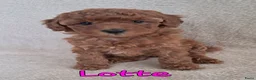 Labradoodle honden te koop: F1b mini doodles in Aarlanderveen - Advertentie 1